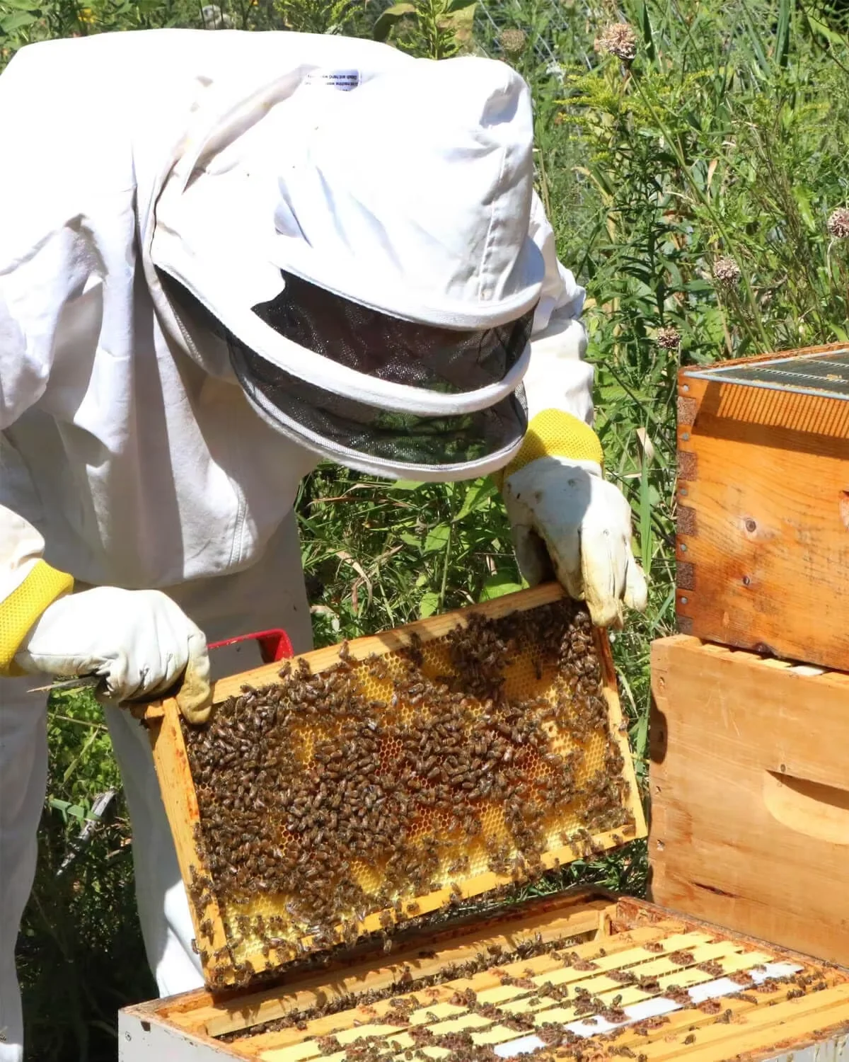 10 Pack Bee Frames Deep - Bee Hive Frames and Wax Foundations Yellow Beehive Frams