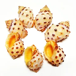 5 PCS Yellow Thais Bronni Shells Natural Snail Fish Tank Aquarium Landscape Decoration Specimen DIY Crafts for Nautical Decor