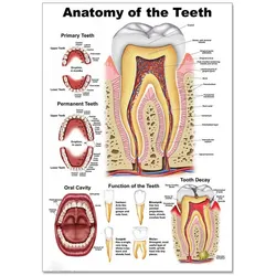 Dentist Teeth Anatomy Canvas Wall Art  Dental Clinic Decorative Poster for Room Decoration