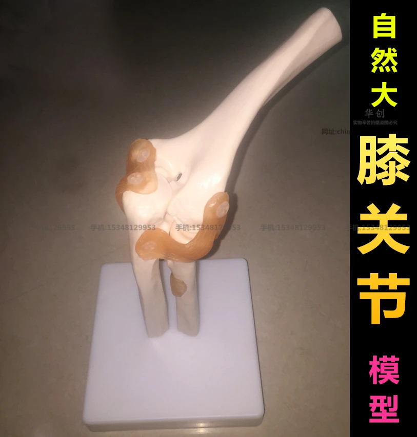 Medical plastic teaching model of human knee joint model with anadesma 1 to 1