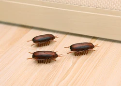 Battery-Powered Cockroach & Mouse Toy for Cats, Electronic Cockroach, Fun Cat Toy