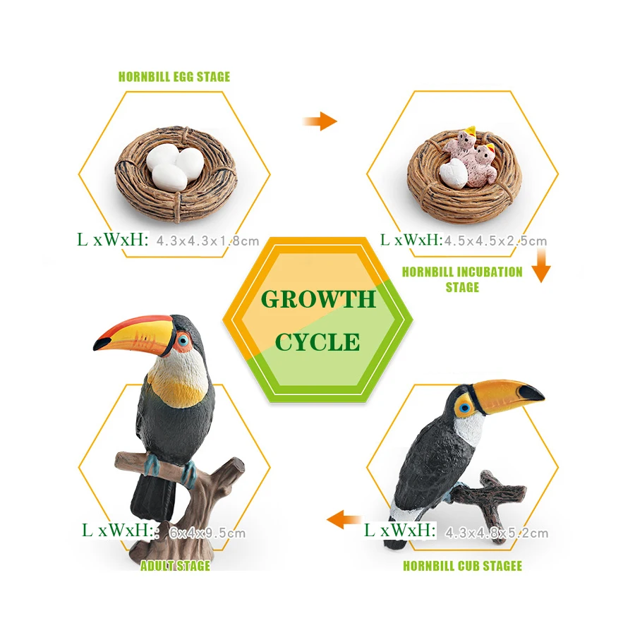 واقعية جافا سبارو روبن الببغاء الطوقان الطيور دورة نمو الحياة نموذج الشكل التعليمية ألعاب حيوانات الحلي لحديقة الجنية #6