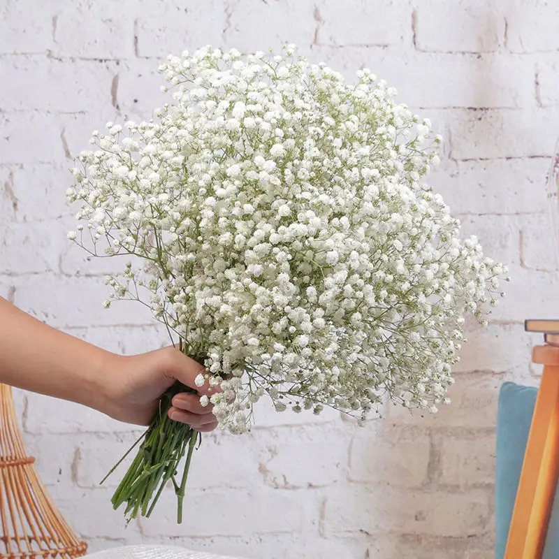 

100g gypsophile Natural Dried Gypsophila Display Bouquet Baby's Breath Babysbreath Flowers Wedding Dekoration Secas