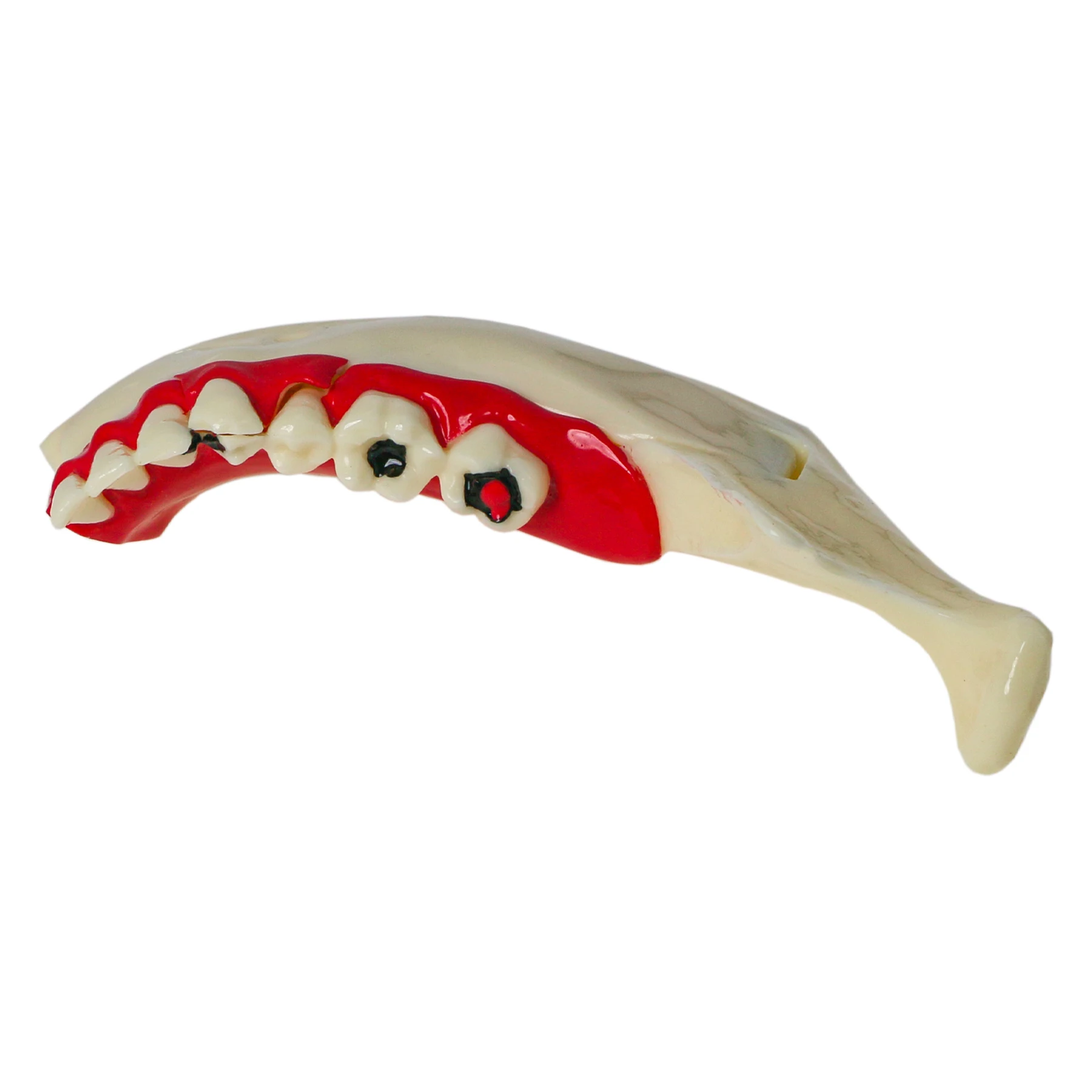 

Зубное разложения, эндодонтическое лечение, модель зубов M4014, кариес полости рта, корень циста, анатомическая модель, стоматолог, обучение, исследование