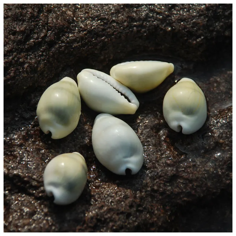 Natural Monetaria moneta Shell - Golden Cowrie, DIY Home Aquarium Decor, Ancient Currency Specimen, Marine Display