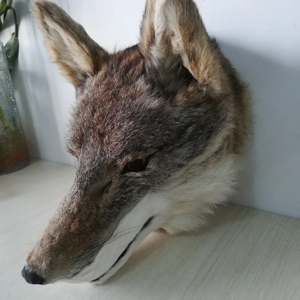 Nuevo modelo de cabeza de lobo de polietileno y pieles de la vida real, colgante de pared, accesorio artesanal de aproximadamente 30x25cm