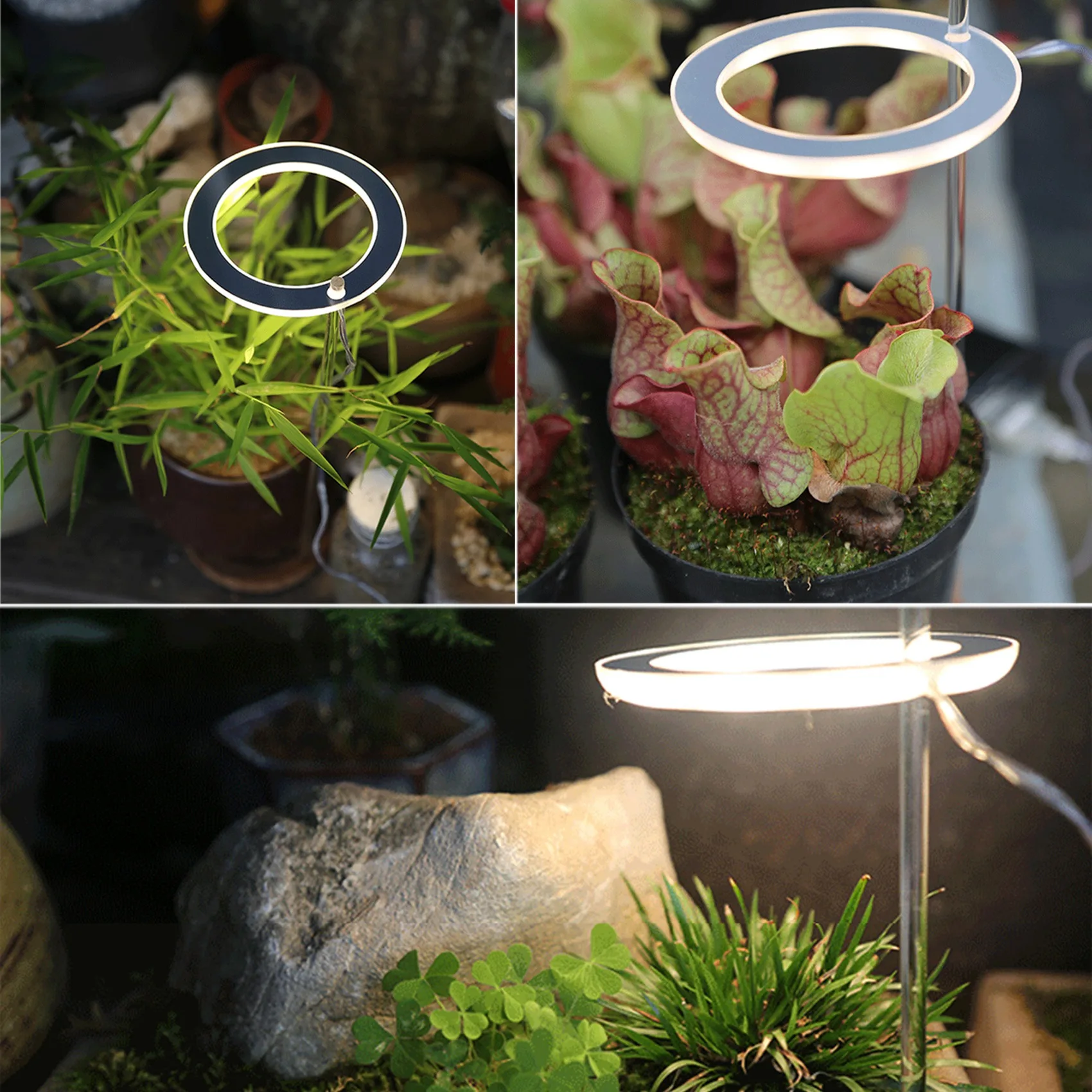 ABLA-LED Coltiva la luce Spettro completo Phyto Grow Lampada USB Angel Ring Lampada per piante grasse, Crescita di piante da fiore