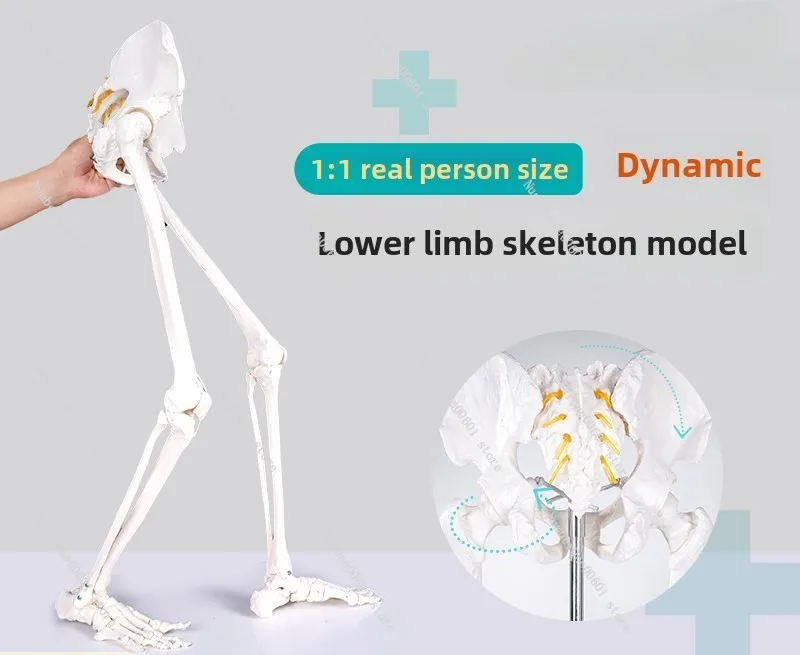 Dynamic Human Lower Limb Skeleton Model