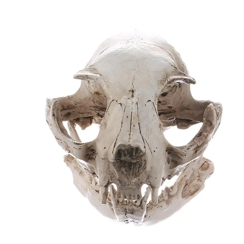 Cat Skull Replica Resin Model Craft Collectible Lifesize Statue for Aquarium Home Bar Decoration