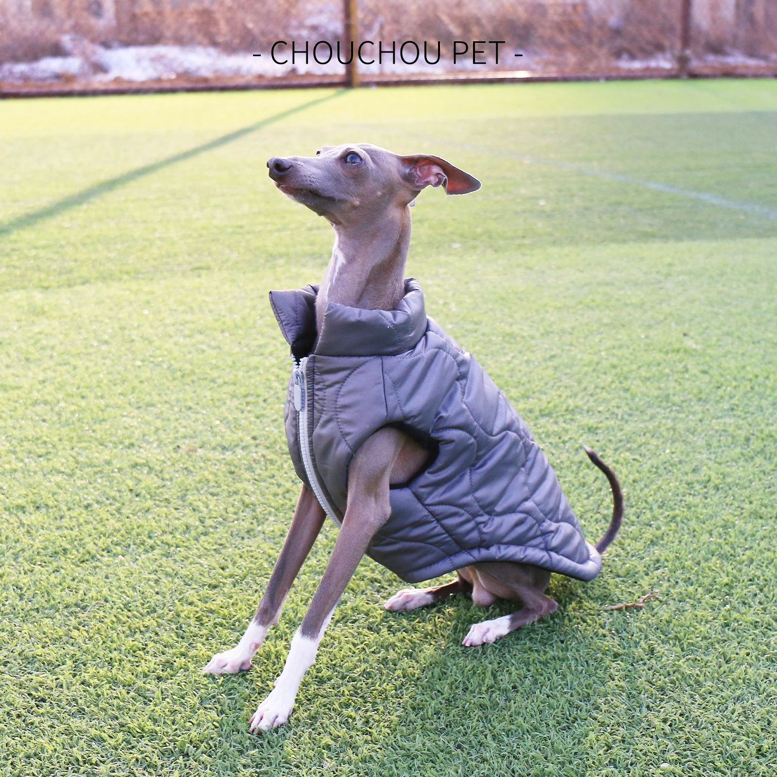 Iggy-jacket with zipper, warm cotton jacket, Italian Greyhound, for spring