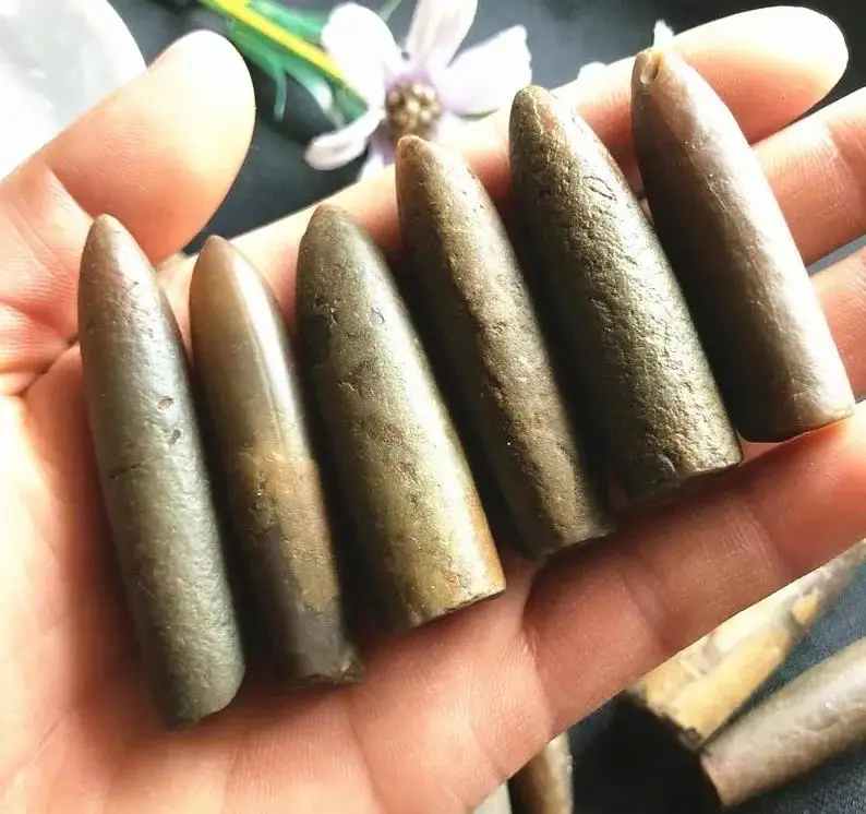 5pc Sea urchin long spine stone mid Jurassic Specimen stone