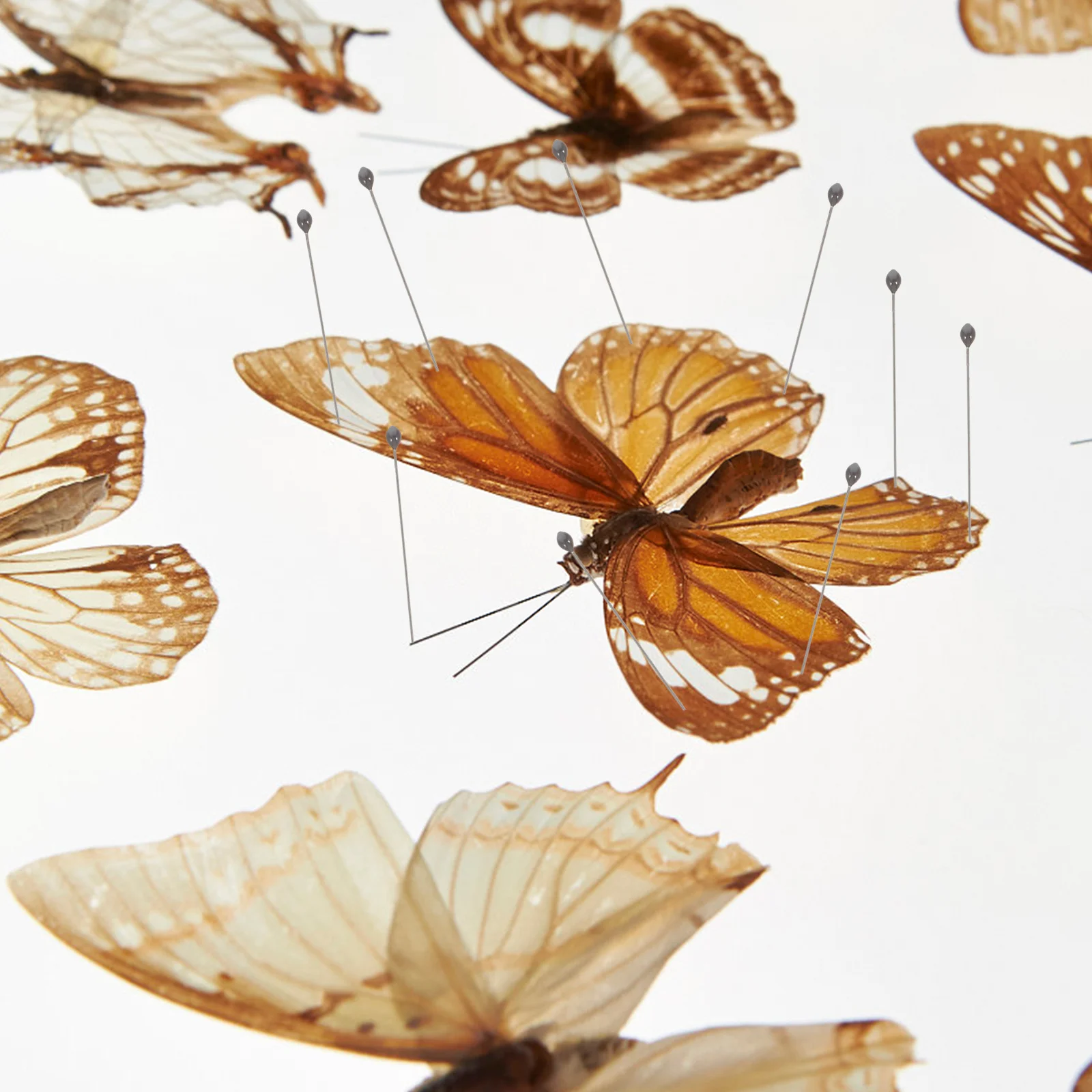 

100Pcs Stainless Steel Insect Pin Kit for Mounting and Display Stable Fixation Entomology Accessories Insect Pin