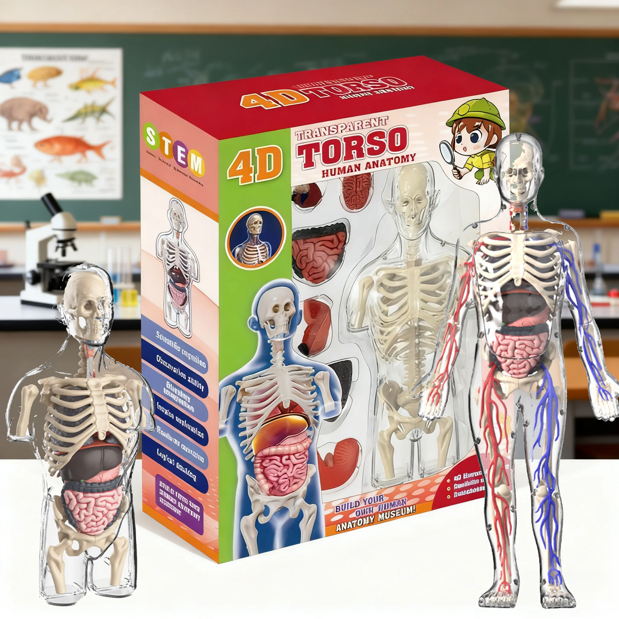 

STEM когнитивная головоломка для науки и образования, сборка органов, скелет, конструкция, модель человеческого тела, детские игрушки, подарки