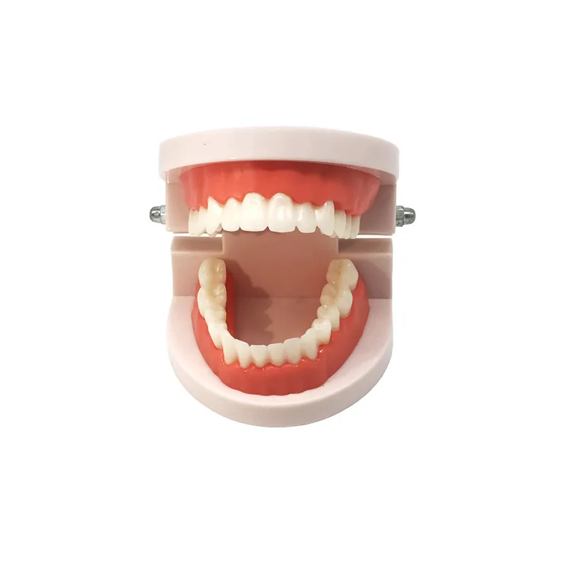 Tooth Model Dental Teaching Teeth Model Practice Mold Gum Module Kindergarten Brushing Teaching Oral Model