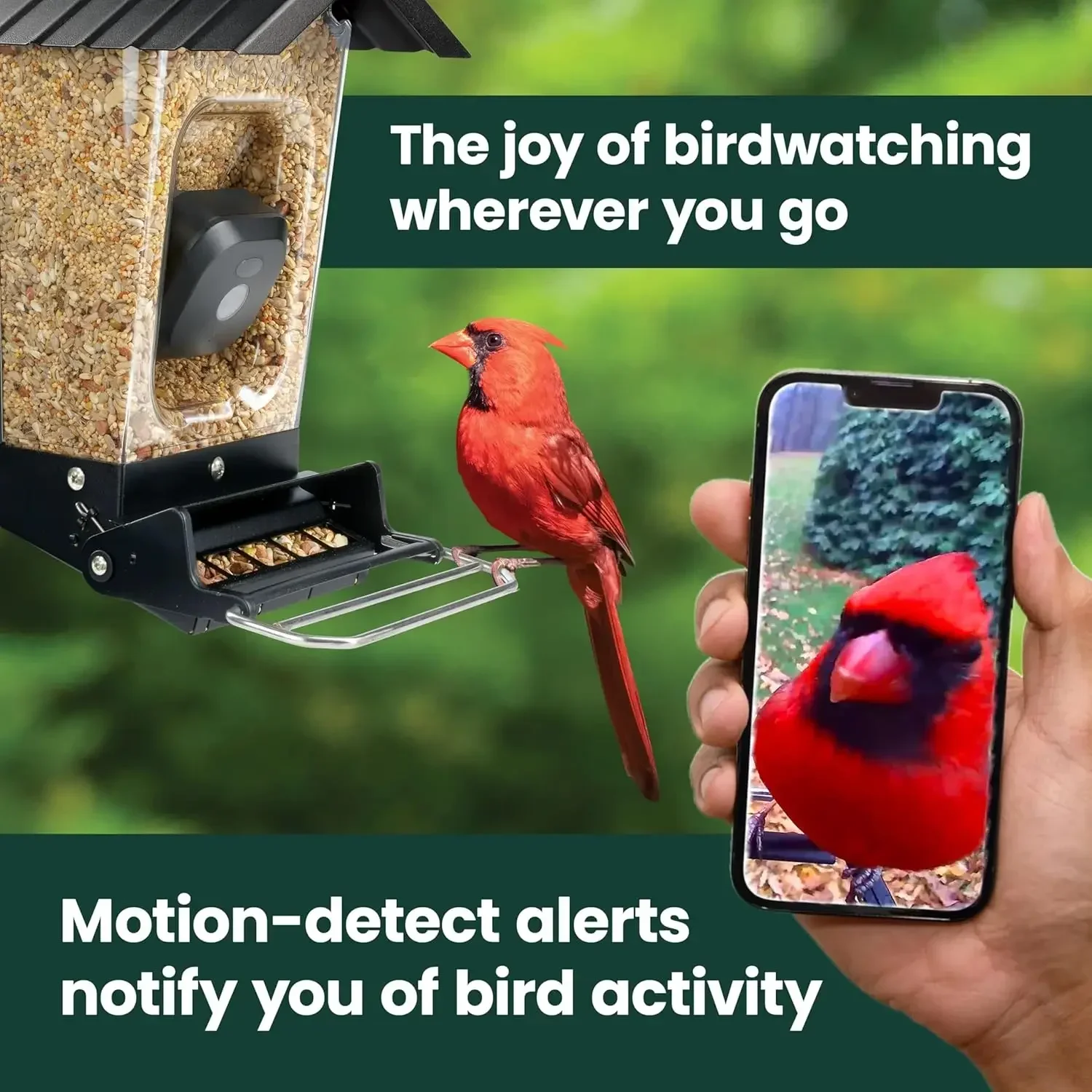 Solar Powered Smart Bird Feeder With Camera Squirrel Resistant Large Capacity Motion Activated HD WiFi Live Stream