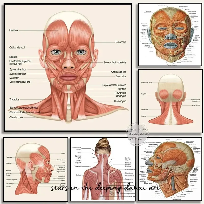 Anatomy The Neck Muscles Head Face Muscles Overview Art Medical Poster Canvas Painting Wall Art Prints Picture Home ClHome Decor