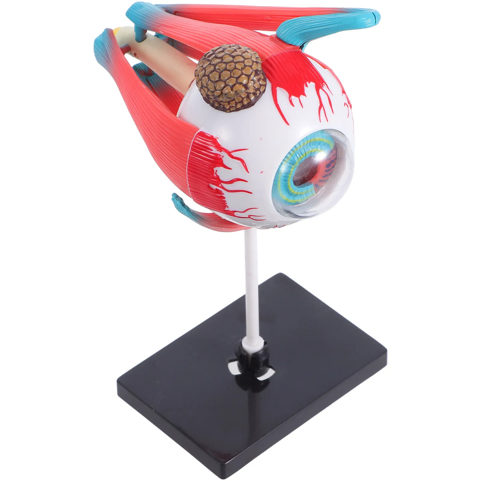 

Eye Anatomy Organ Assembly Educational Science Learning Human Body Structure Puzzle Ideal for Kids Home School Kindergarten