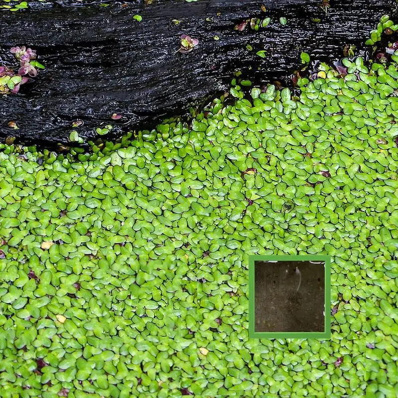 Aquarium Floating Rings Square Floating Plant Corral 10 Pcs 5 Sizes Aquarium Feeding Ring For Intercepts Floating Plants image 3