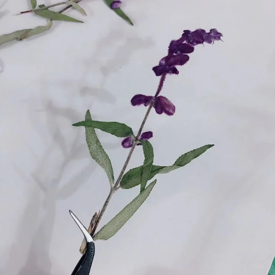 120pcs Pressed Dried 10-15cm Salvia Splendens var.atropurpura Stalk Plant Herbarium For Jewelry Phone Case Postcard Bookmark DIY