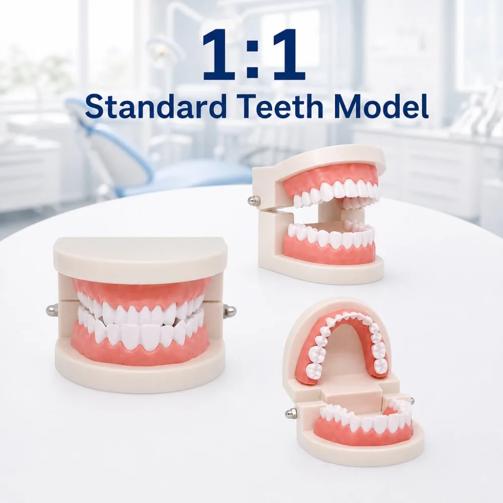 1:1 Standard Dental Teeth Model, Life‑Size Demonstration Model for Dental Teaching, Patient Communication, Dentist Study Display
