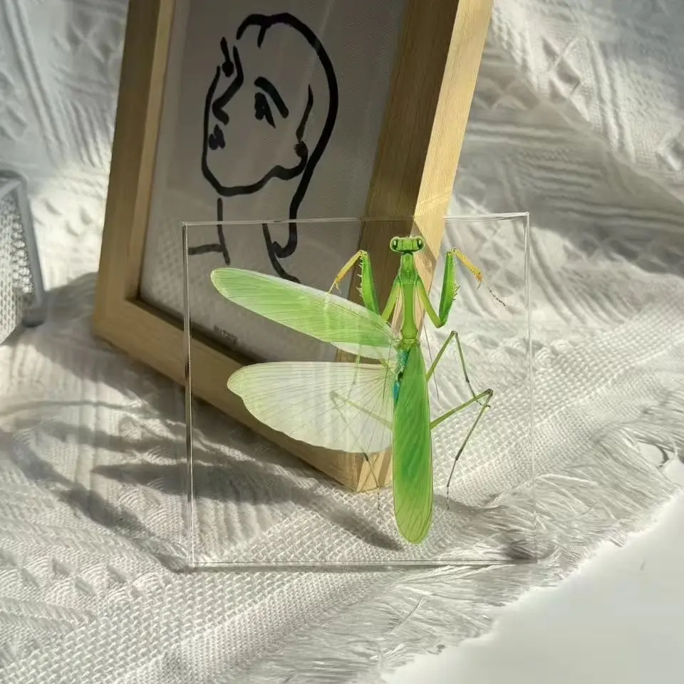 1PCS Handmade Mantis Specimen Desktop Decoration Home Decoration Sculpture Festival Decoration Animal Theme Decoration