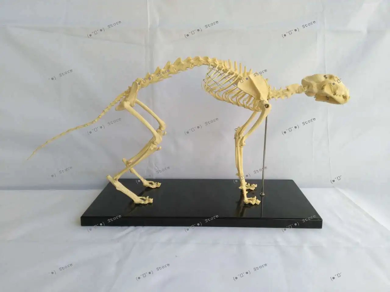 

Cat Skeleton Animal Skeleton Animal Skeleton Animal Canine Model Pet Veterinary Teaching Aids