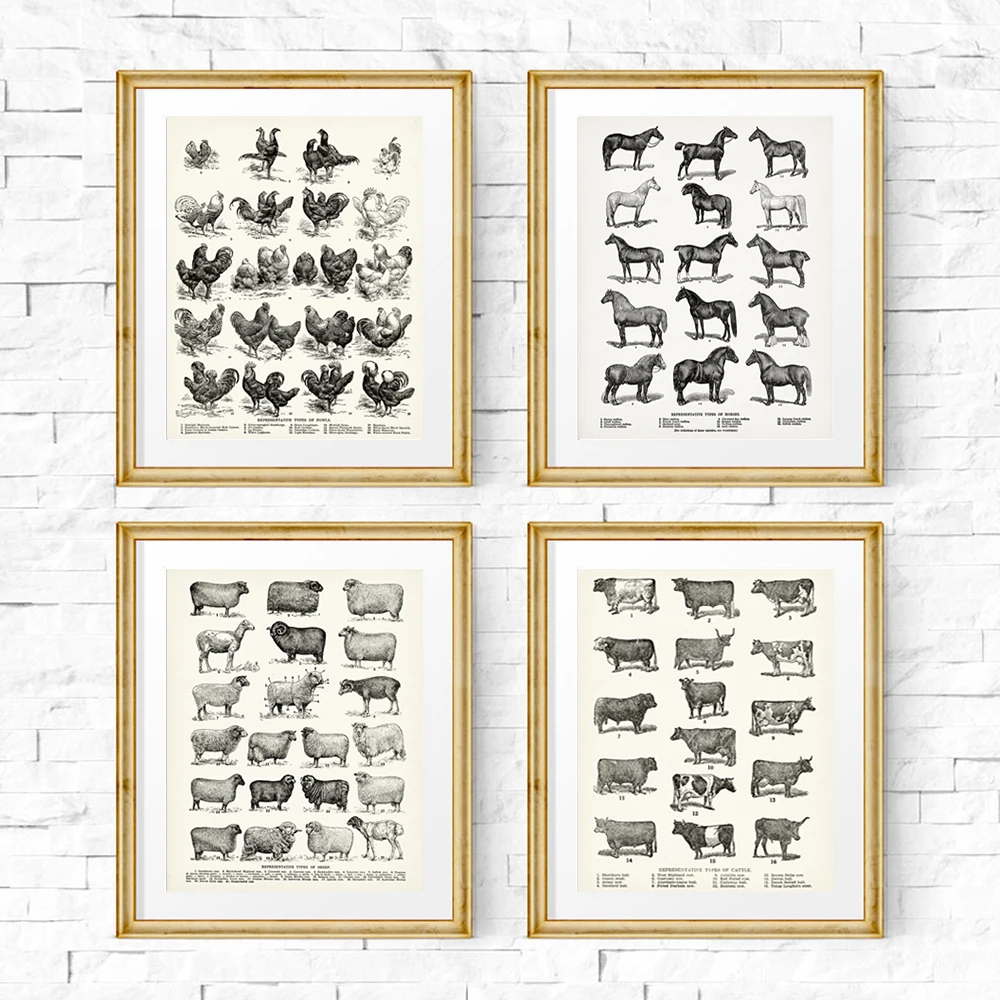 Horse Breeds Print Breeds of Sheep Poster Types of Fowls Prints Vintage Cows Chart Canvas Painting Farmhouse Wall Art Decor