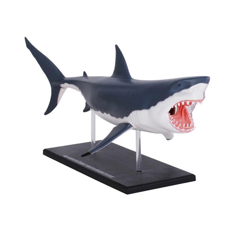 4D Shark Intelligence Assembling Toy Animal Organ Anatomy Model Medical Teaching DIY Popular Science Appliances Tools