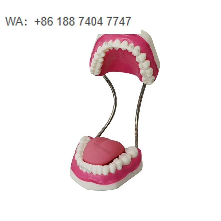 SY-N019 2 Times 28pcs  Model Teeth Model