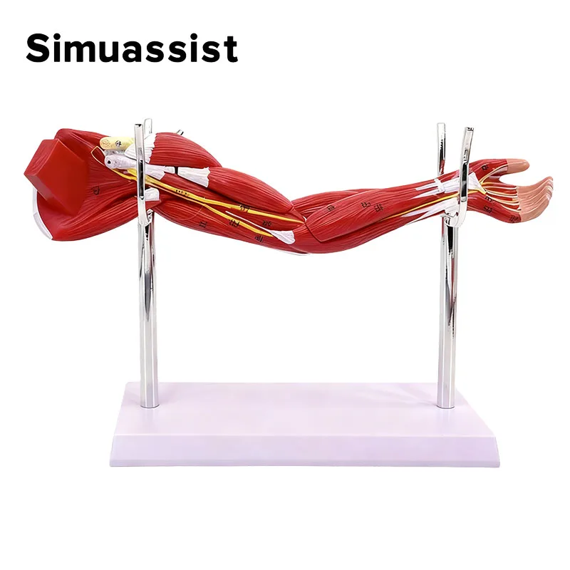 Upper Limb Arm Muscle Anatomy Model Medical Teaching Tool Detachable Muscles for School