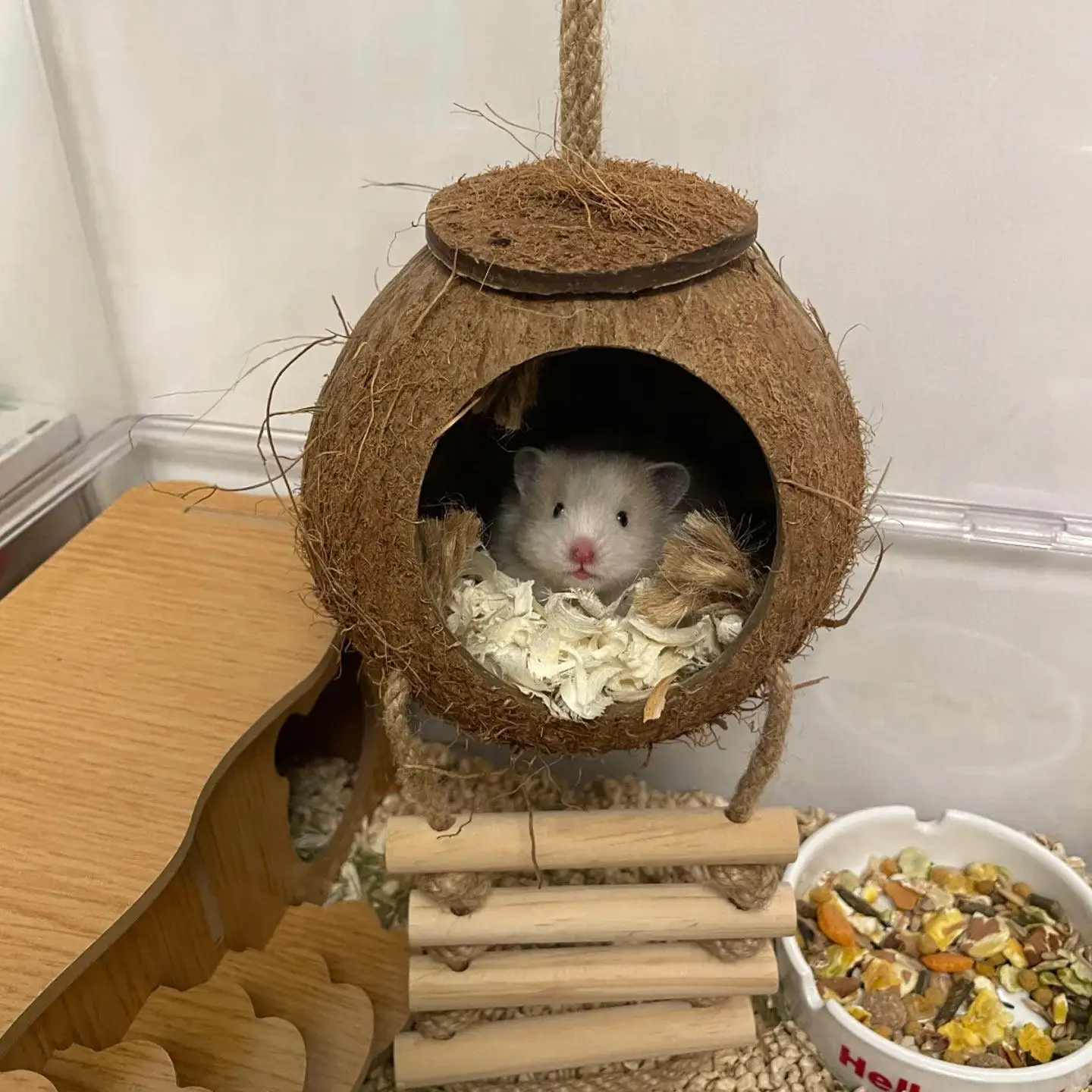 Coconut Shell Hamster Dodge House Gold Bear Anti-bite Swing Hammock Toy Four-season Universal Squirrel Cage Landscaping Supplies