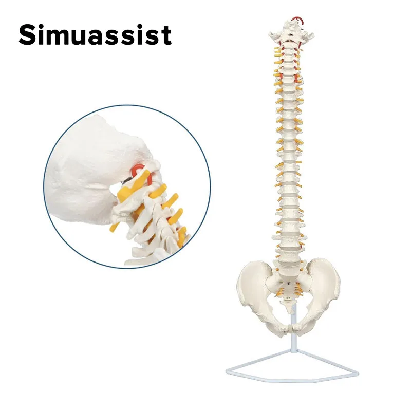 

85cm Life Size Spine Model with Nerves, Vertebrae, Arteries, Lumbar Column, Male Pelvis, Includes Durable Stand