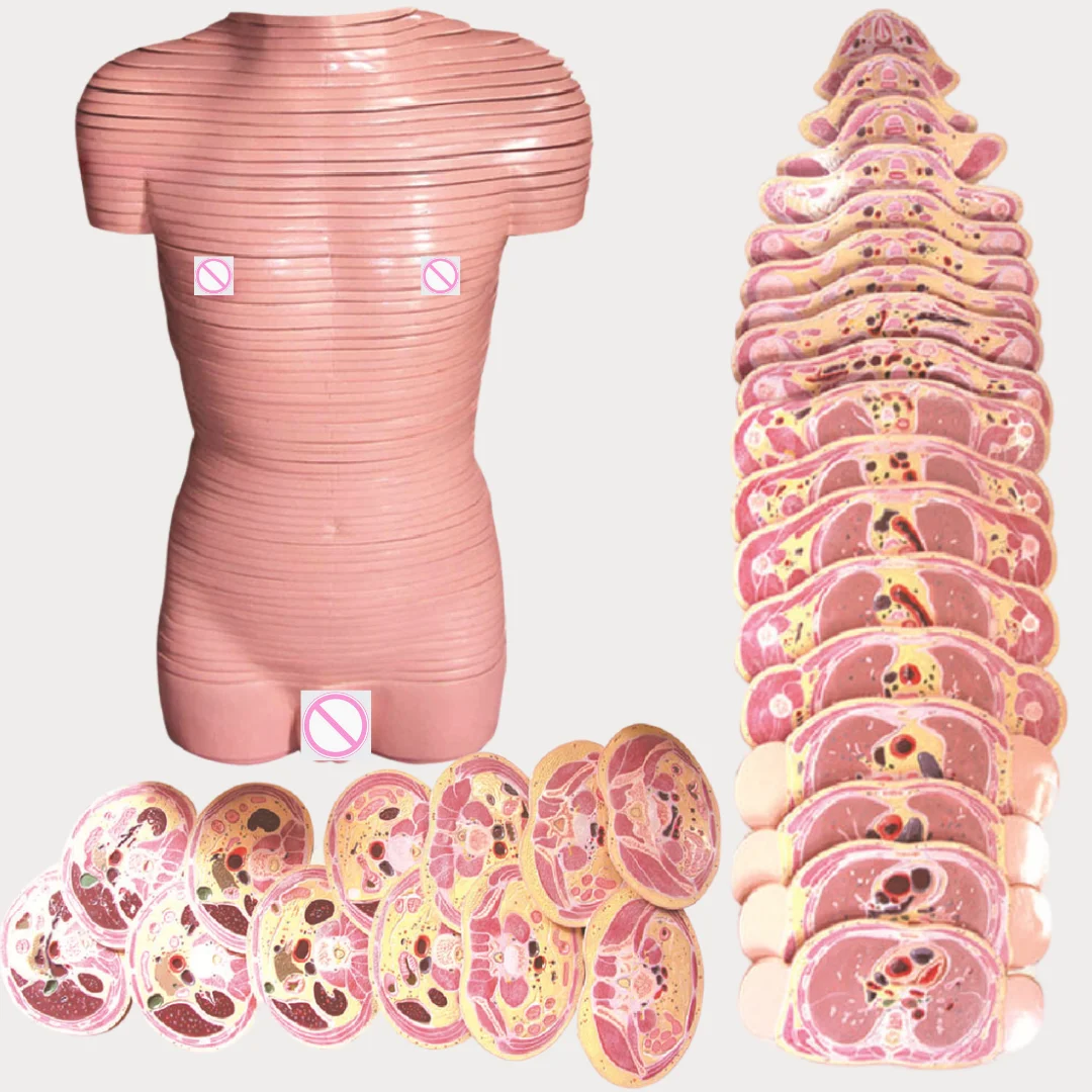 Dissection Model of Male Trunk Transection Layer Medical Science Human Torso Horizontal Tomographic Anatomical Simulator Medico