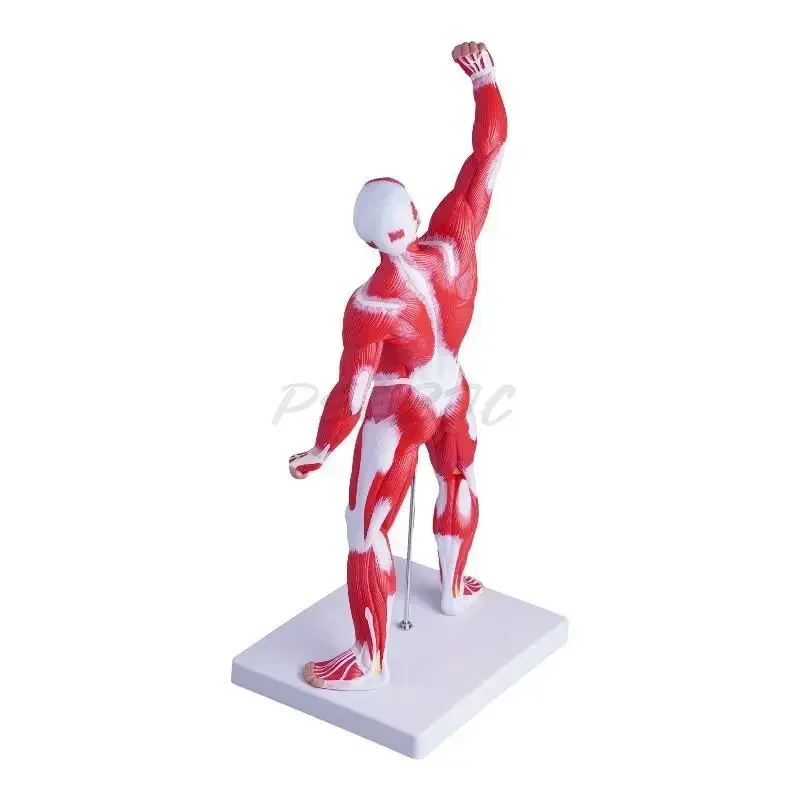 50cm Human Body Model Anatomy Medical Teaching Tool Anatomy Model Teaching Tool