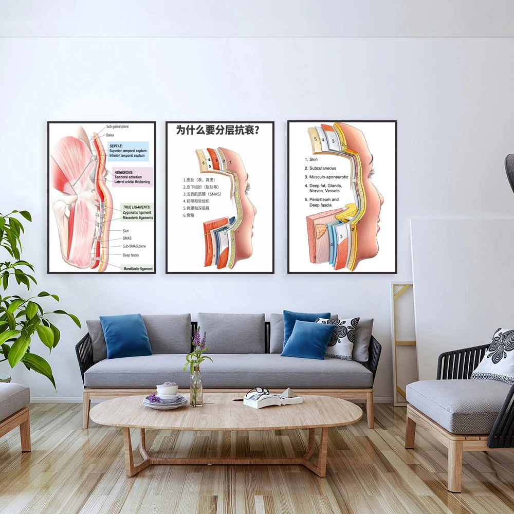 Facial anatomy diagram, subcutaneous tissue, muscle aponeurosis, retaining ligaments, periosteum and deep fascia, beauty poster