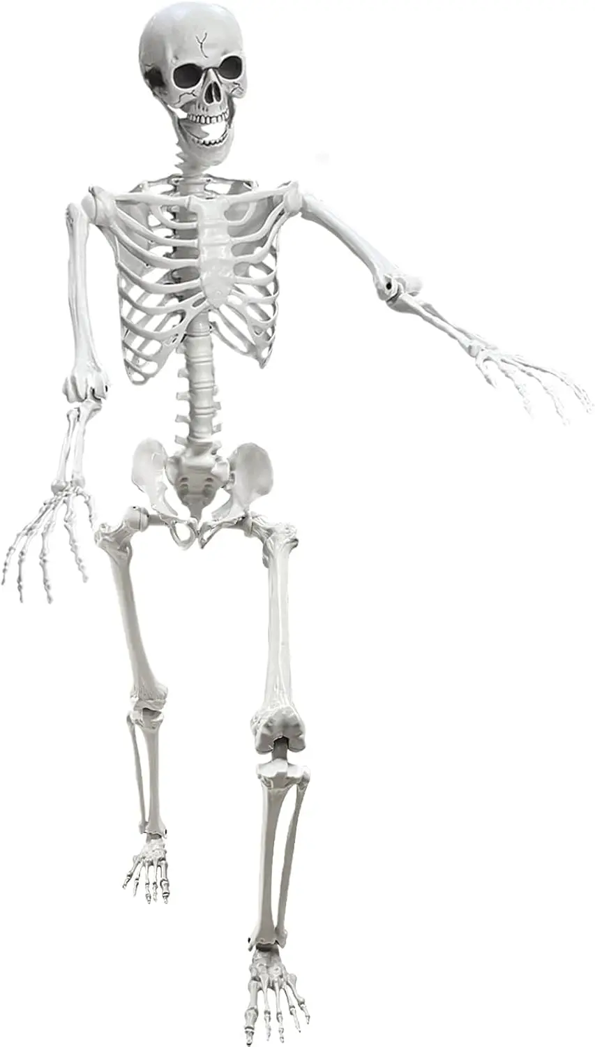 Lodou 5.4Ft Posable Life Size Human Adult Skeletons Plastic Human Bones with Movable Joints for Halloween Decoration