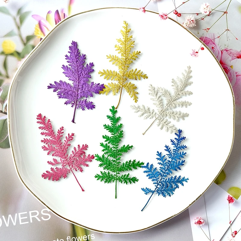 7-9cm/60pcs,natural pressed Artemisia annua leaves,wholesale dried flower DIY painting photo frame dripping phone case bookmarks