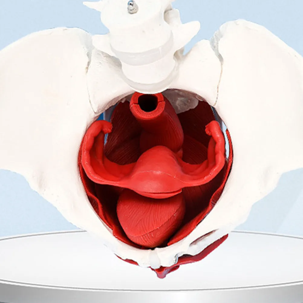 Pelvic Floor Muscle Female Pelvis Anatomy Educational PVC Teaching Display Pelvic Organ Aid Supply Female Pelvis