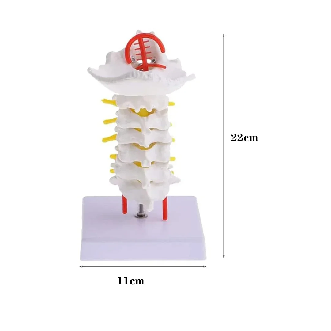 Human Anatomical Model Cervical Vertebra Model Cervical Spine with Neck Artery Occipital Bone Disc and Nerve Model