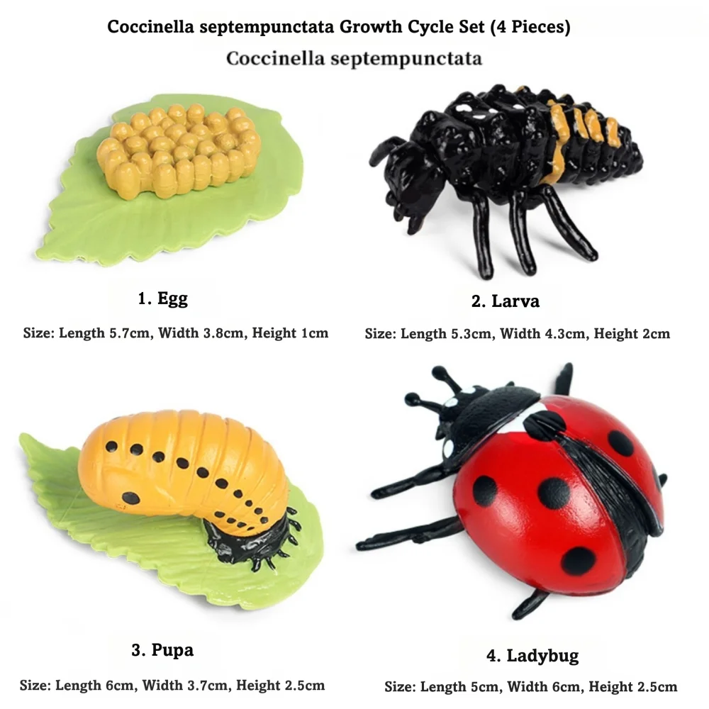 4 Pcs/Set Montessori Teaching Aids Life Cycle Figurines Educational Miniature Miniature Size Simulation Animal Models