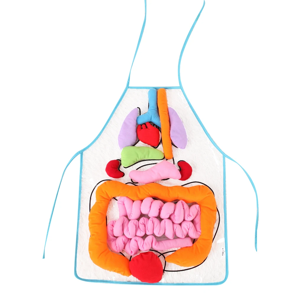 

Children's Organ Apron Preschool Human Anatomy Model Structure for Kids Simulation Body Organs