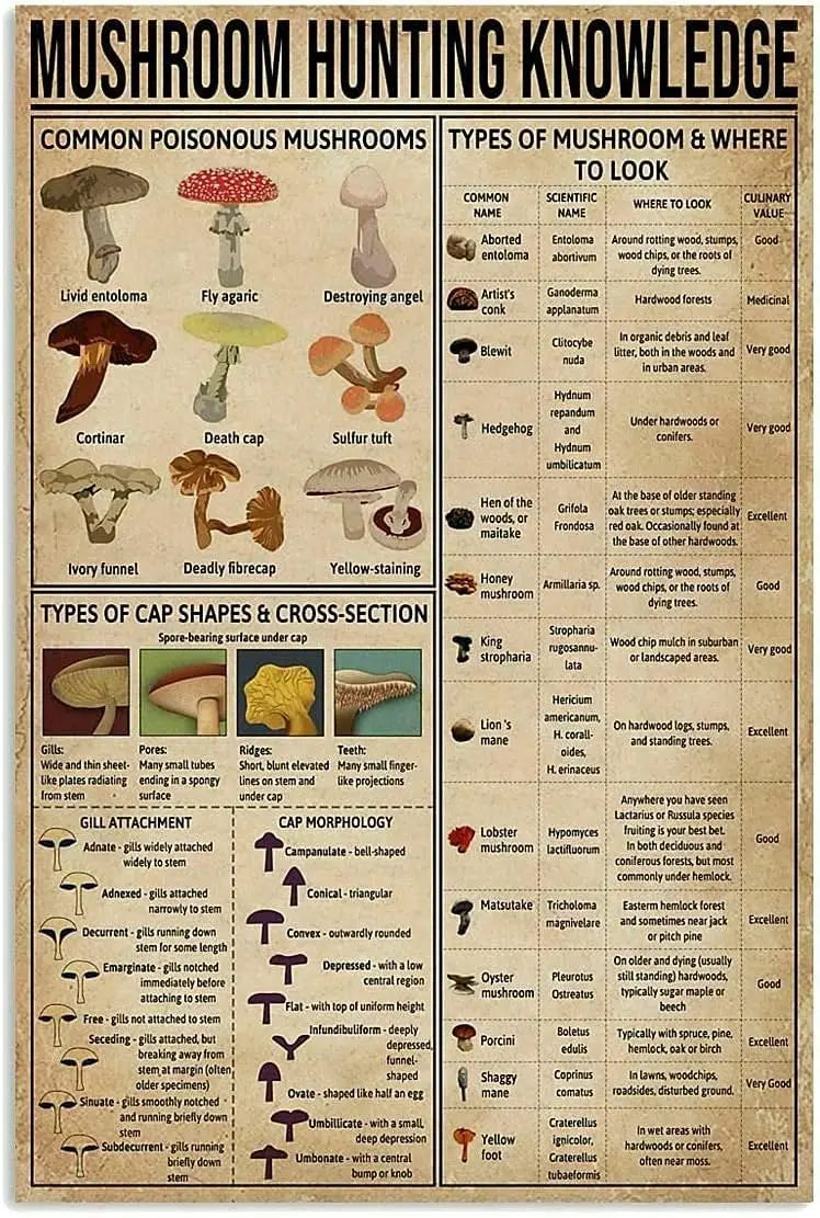 Funny Tin Sign Mushroom Hunting Knowledge Poster for Beginner Vintage Cute Metal Sign Gift Bedroom Retro Novelty Cafe Store 12x8