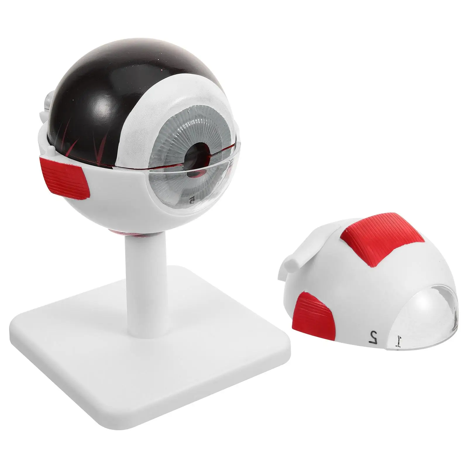 Eye Model Eyeball for Display Anatomy Models Teaching Instrument Medical Enlarged