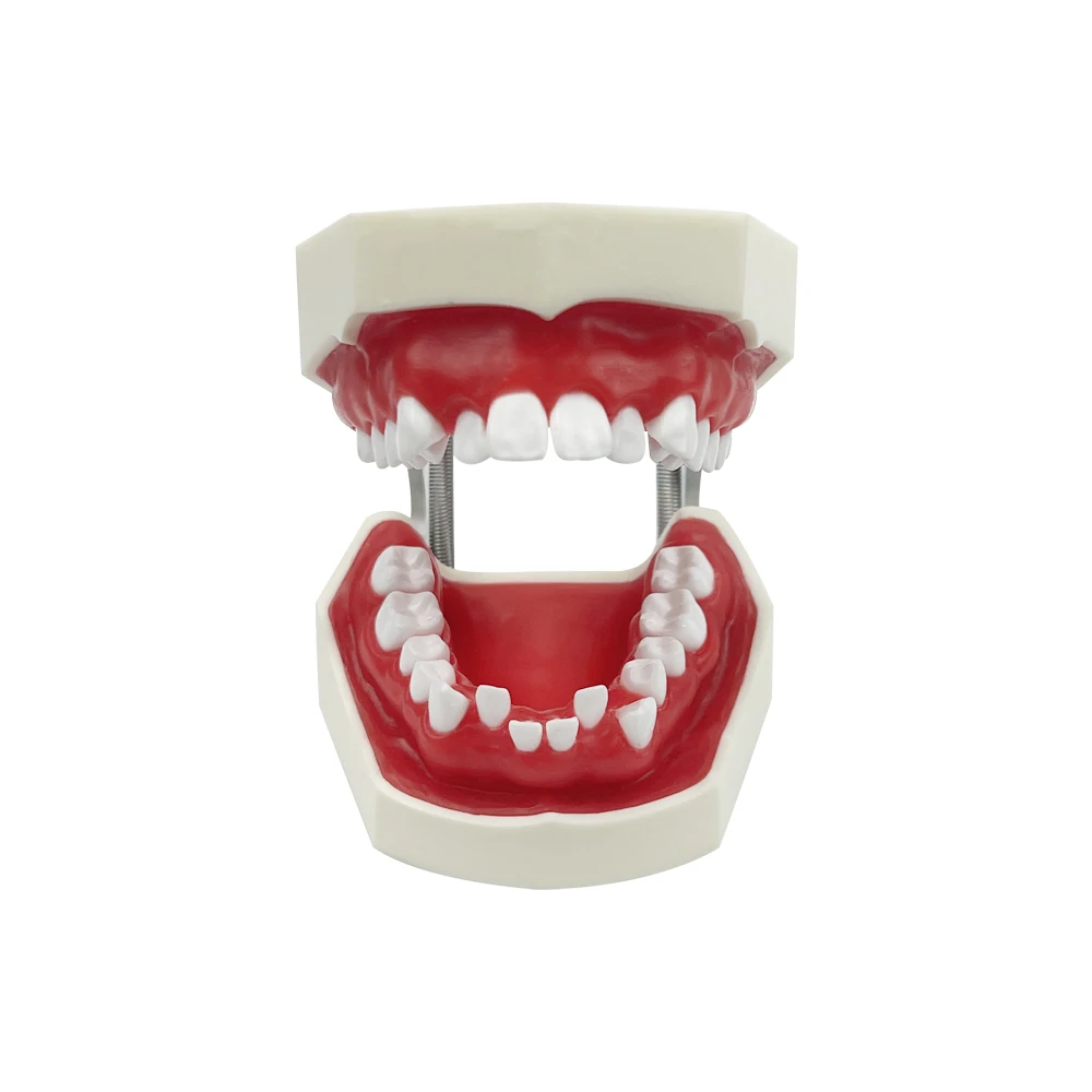 Dental Practice Model With Red Wax Gum Teeth Model Typodont For Orthodontic Training Teaching Dentist Patient Communication New