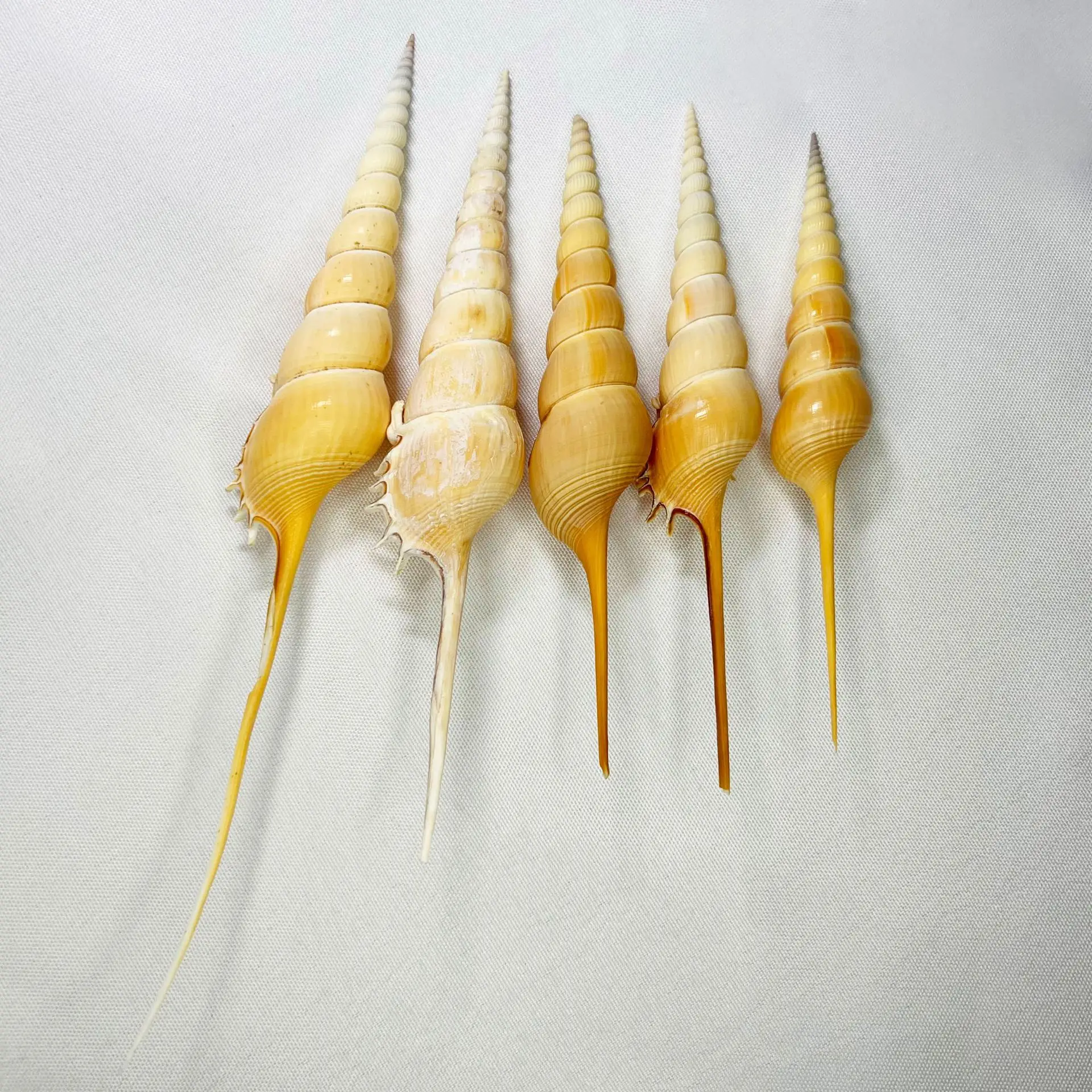 Long-nosed Snail Natural Shell Conch Shell Specimen Mediterranean Home Decoration Collection Fish Tank Aquarium Landscaping