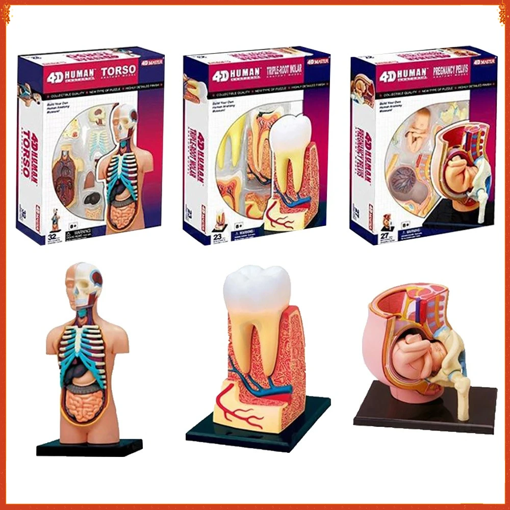 

4D MASTER Human Anatomy Model for Educational Purpose Hands on Learning Enhance Understanding Desktop Ornament Boys Girls Gifts