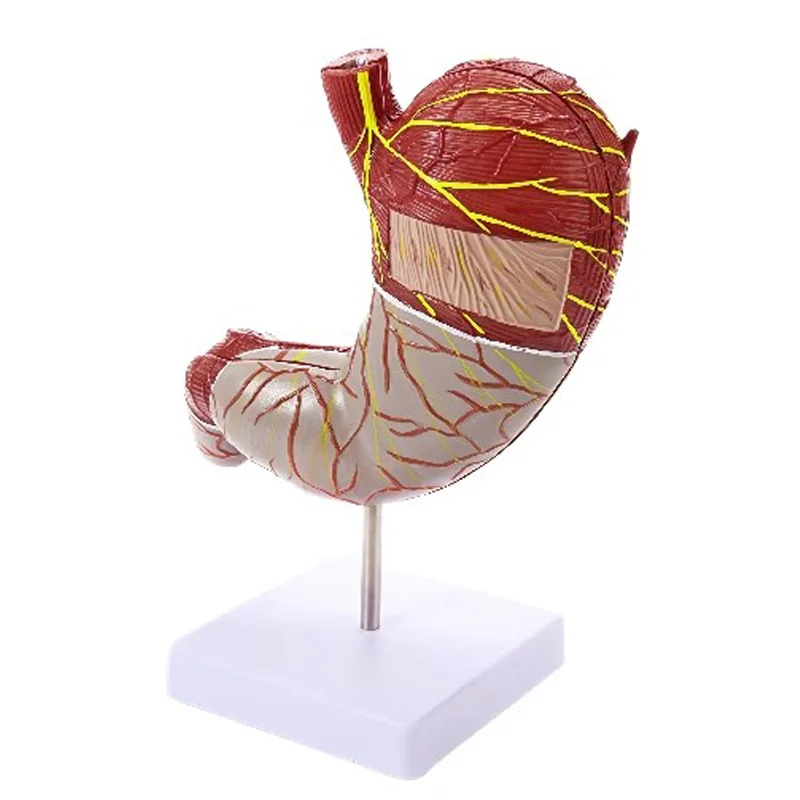 Imagem -04 - Modelo de Estômago Humano Destacável Anatomia Anatômica para a Ciência Estudo de Aula Exibição Médica Partes 1.5x Ampliado