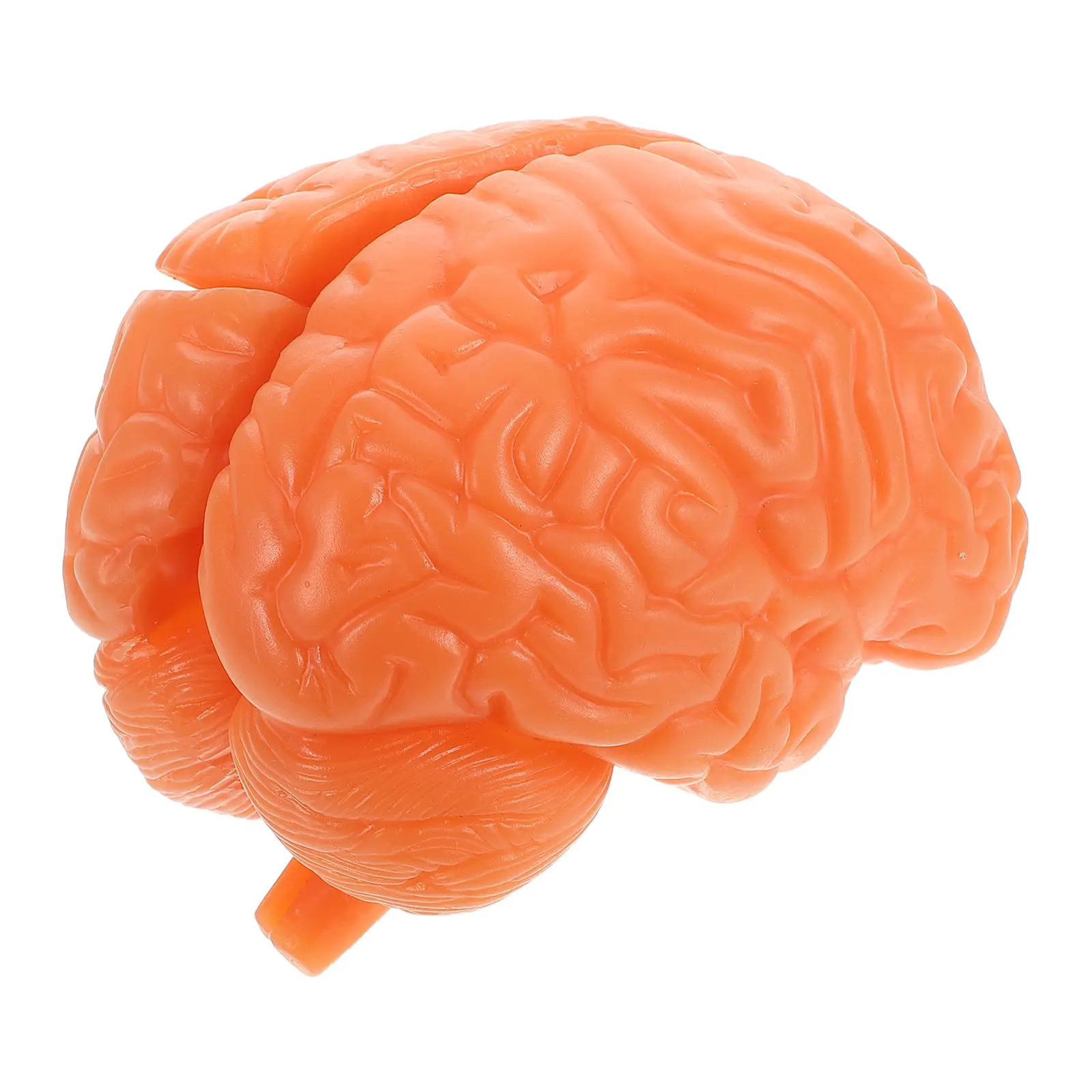 

1pcs Realistic For Anatomy Education Anatomically Accurate Human Brain Structure Teaching Tool Detachable Design High