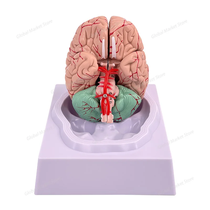 

Medical human brain anatomy, brain functional zoning, cortical body movement structure diagram, teaching model, disassembly