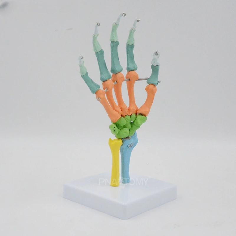 1:1 Life size Human Hand Joint Anatomy Model Science Teaching Resources